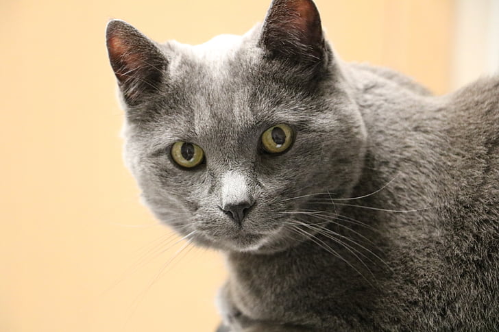 kočka, šedá kočka, stará kočka, kočkovitá šelma, domácí krátké vlasy, zvířecí mazlíček, úřad pet