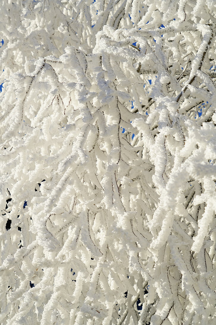 esthetische, boom, sneeuw, sneeuw bedekte, rijm, Iced, kristal vorming