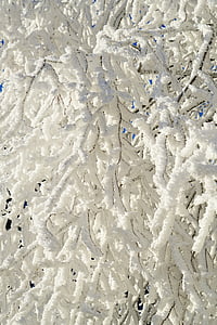 естетичний, дерево, сніг, Засніжена, іній, з льодом, Кристал формування