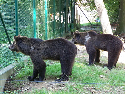 bear, animal, large, brown