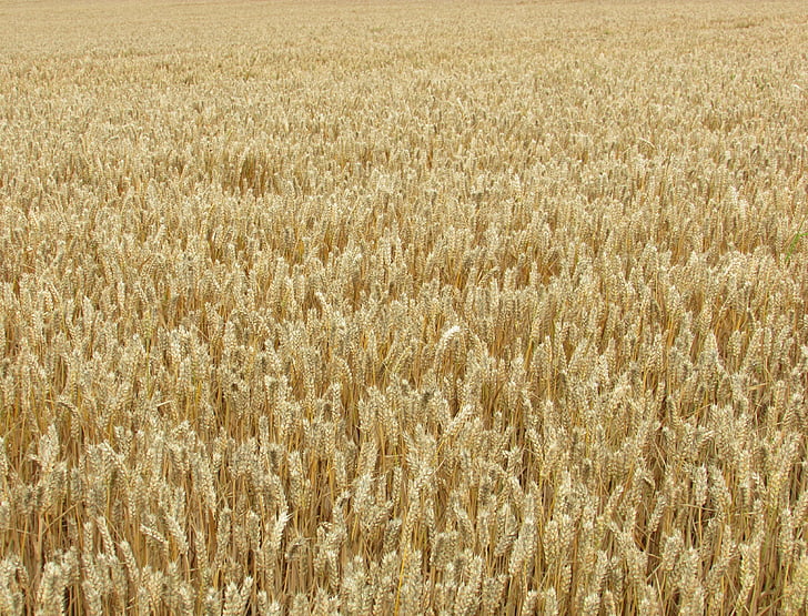 gandum, gandum, jagung, emas, bidang, panen, kuning