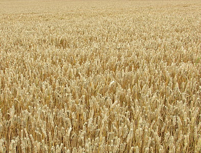 blé, grain, maïs, Or, domaine, moisson, jaune