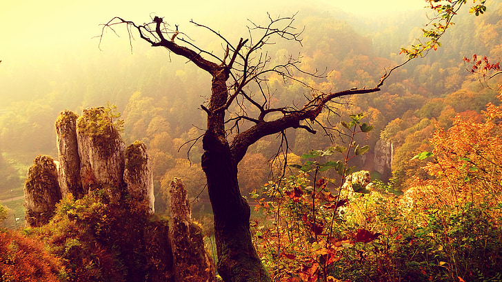 očinstva Nacionalni park, jesen, krajolik, okružena prirodom, raspoloženje, jesenje zlato, lijepoj lokaciji