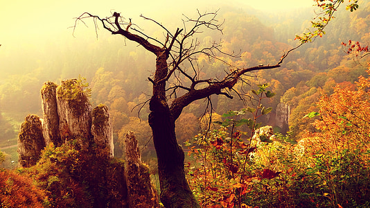 otcovské národní park, podzim, krajina, obklopeni přírodou, nálada, zlatý podzim, scénicky