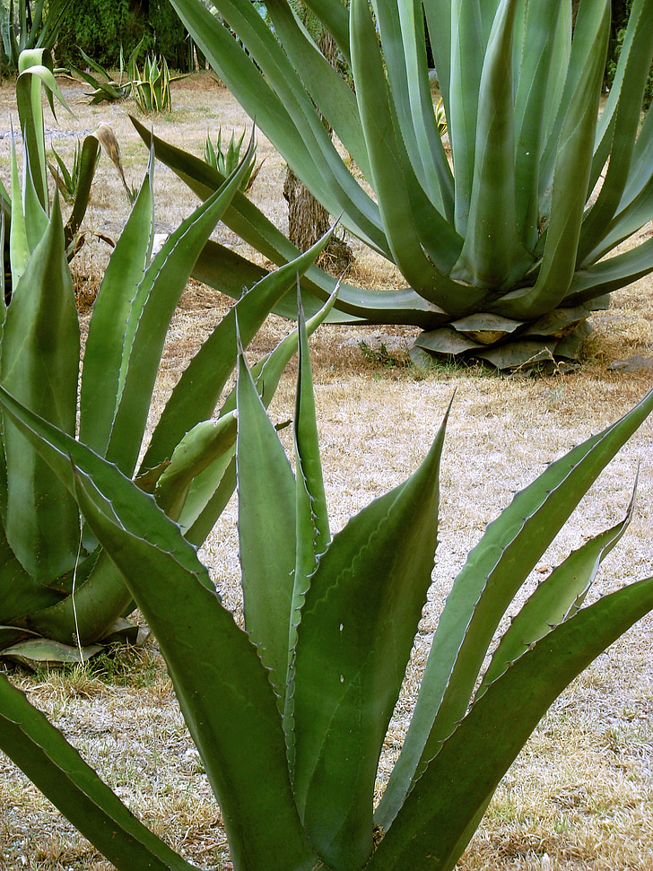 magua, storočia rastlín, pita, Vláknina, mezcal, Pulque, Mexiko