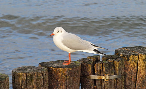 seagull, water bird, plumage, coast, baltic sea, sit, groynes