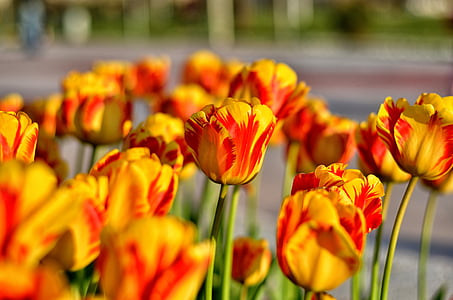 Тюльпаны, красный, макрос, яркие цвета, Природа, крупным планом, Турция