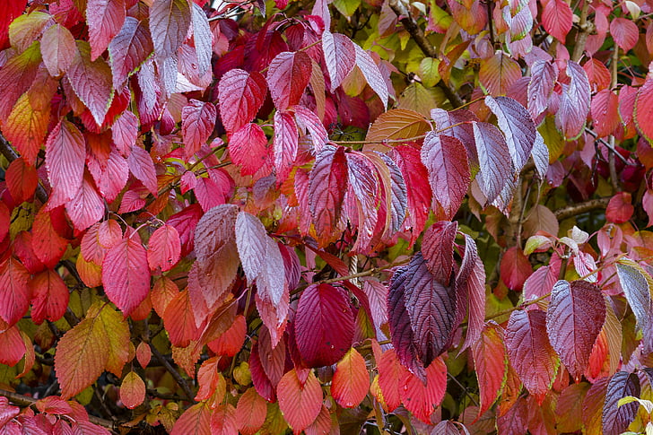 листья, Осень, Листва, Природа, Осенний лист, Осенние листья, листьев дерева