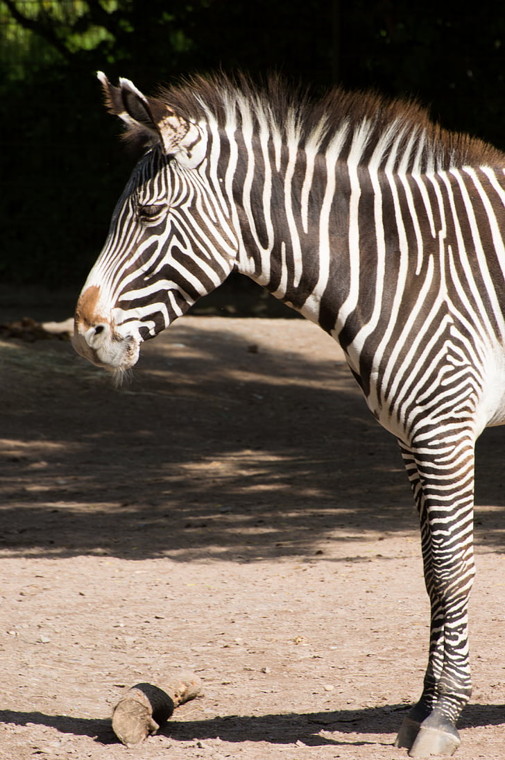 Zebra, Schwarz, weiß, Zoo, Zebra-Streifen, gestreift, dekorative