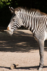 Zebra, noir, blanc, Zoo, zébrures, rayé, décoratifs
