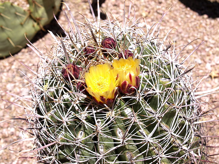 kaktusas, žiedų, dykuma, Arizona, Jungtinės Amerikos Valstijos, Gamta, Karšta