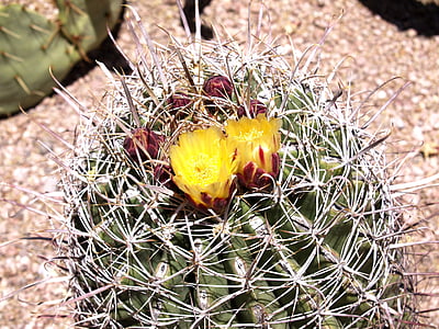 Kaktus, kwiat, Pustynia, Arizona, Stany Zjednoczone Ameryki, Natura, gorąco