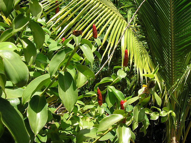 Dažďový prales, papriky, Palm, zelene, Tobago, scenérie, Forest