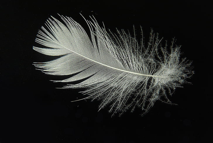 down, spring, lightweight, fly, slightly, float, bird feathers