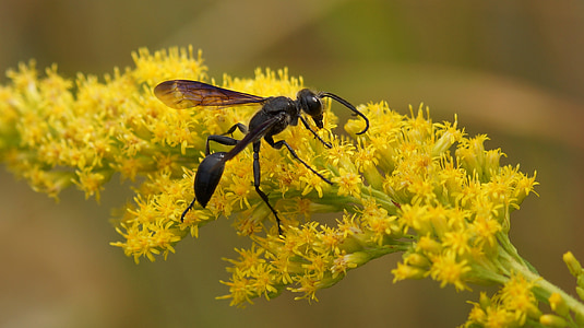 schwarze Wespe, auf, Blume