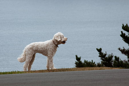 perro, animal, carretera, mascota, vaya walkies