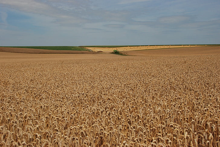 gandum, pertanian, pertanian, bidang, panen, tanaman, pedesaan