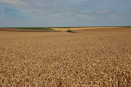 graan, landbouw, landbouw, veld, oogst, gewas, platteland