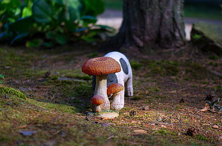 boletus, mushroom, piggy, the pig, hiding, the shy, yard