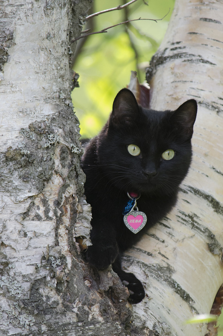 con mèo, màu đen, cây, mèo đen, halloween, động vật có vú, Kitty