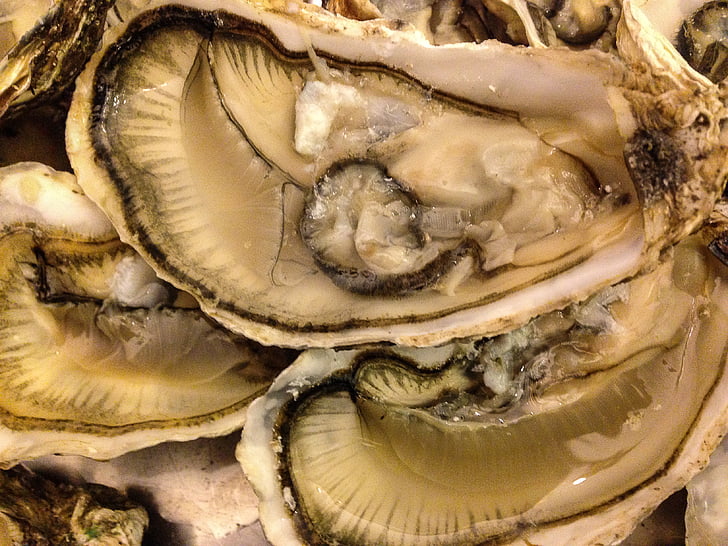 conchas, frutos do mar, ostras, crustáceos