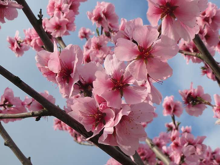 Prunus dulcis, Almond, bAdam, makro, blomstrende, treet, våren