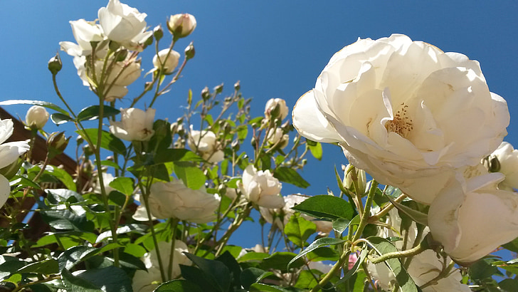 ciel de roses blanches, roses blanches, fleur, blanc, bleu, Rose, Sky