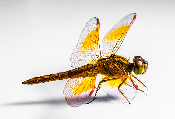 Dragonfly, insektov, blizu, živali, narave, živali krilo, Povečava