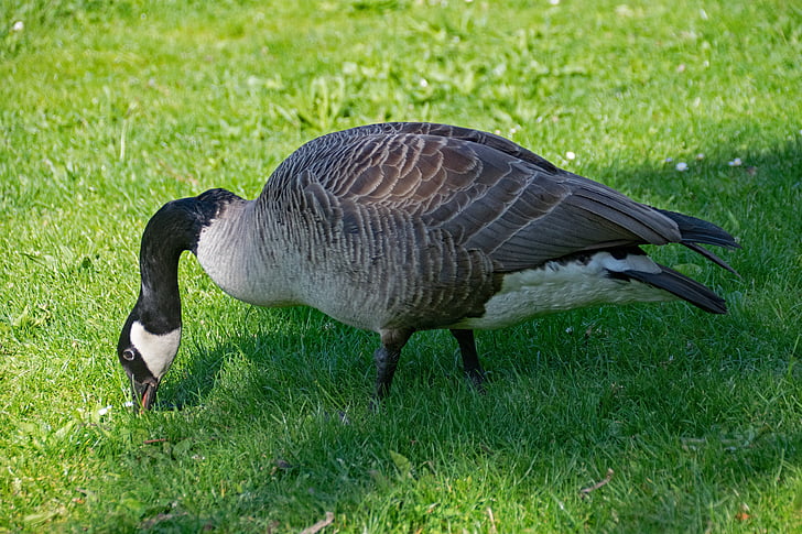 canada goose, goose, branta, canadensis, canada geese, bird, birds