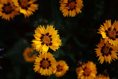 amarillo, pétalos, flor, Pétalo, floración, naturaleza, planta