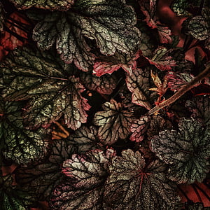 blad, plant, natuur, buiten, Tuin, geen mensen, rood