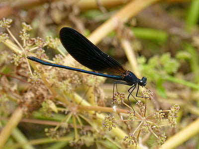 black dragonfly, damselfly, wetland, flower calopteryx haemorrhoidalis, insect, dragonfly, nature