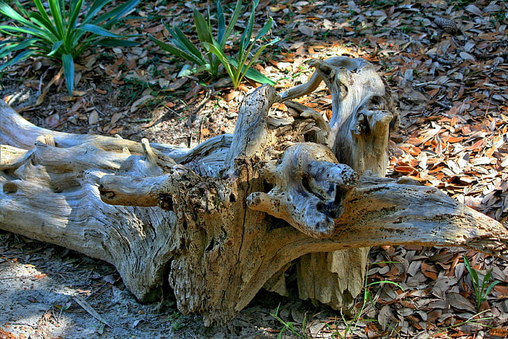 madeira petrificada, detritos marinhos, praia, tronco de árvore, Costa, log de, Costa
