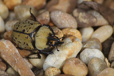 beetle, outdoor, nature, bug, insect, rock, wild