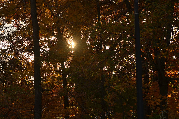 sunset, leaves, sunrise, sunlight, beautiful, outdoor, landscape