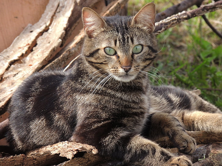 kucing, hewan, kucing, kucing, di luar, kucing domestik, hewan peliharaan