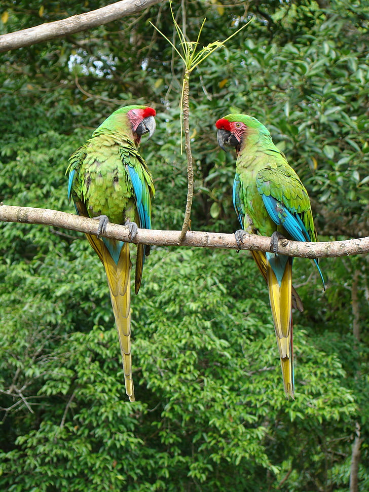 živobarven polinezijski papagajeek, Tingo maria, Jungle, ptica, papiga, živali teme, perching