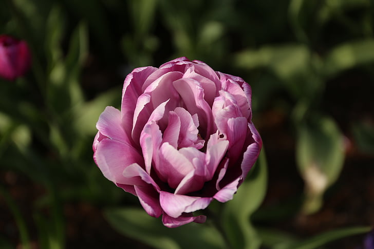 blomst, Tulip, blomster, tulipaner, anlegget, planting, hage