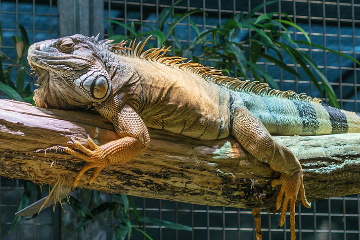 Parque zoológico, Iguana, escala, reptil, Lagarto, escamosos, Dragón