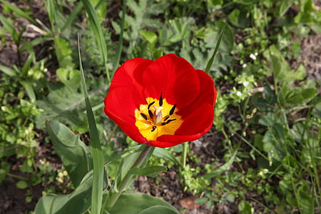 flor roja, Tulip, flor del jardín, brillante, floración, macro, flores de primavera