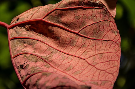 Leaf, Rosa, blödande hjärta träd, Homalanthus populifolius, gamla, regnskog, subtropiska