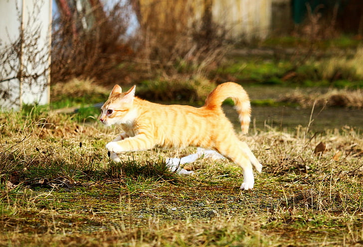 cat, kitten, red mackerel tabby, jump, meadow, play, young cat