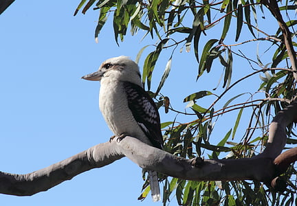 Australische, Gewone kookaburra, vogel, dier wildlife, één dier, dieren in het wild, boom