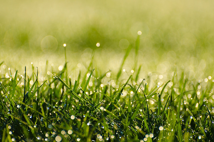 morning, dew, grass, water, drops, green, fresh