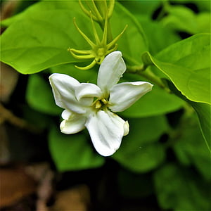λουλούδι, λευκό, πράσινο αμπέλου, φύση, φυτό, φύλλο, πέταλο