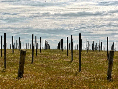 vineyard, field, sticks, agriculture, winery, landscape, farm