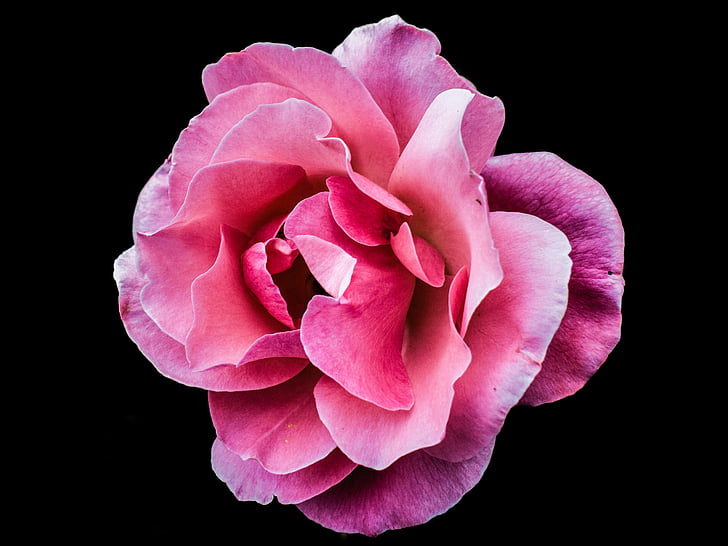 rose, pink, flower, romance, plant, blossom, petal