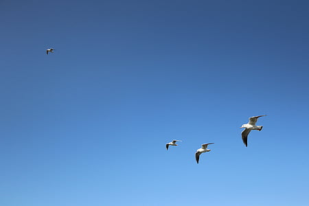 Seagull, bakgrund, blå himmel, flyg, vingar, fåglar, fauna