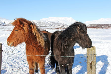 schöne, einzigartige, niedlich, ungerade, Isländisch, Pferde, Reykjavik