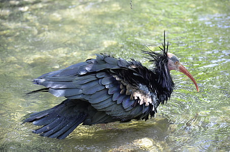 northern bald ibis, bird, nature, wild bird, close, black, feather